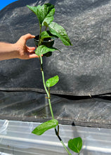 Load image into Gallery viewer, Monstera lechleriana