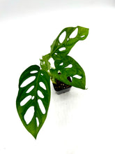 Load image into Gallery viewer, Monstera adansonii (wide form)