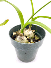 Load image into Gallery viewer, Albuca bracteata