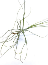Load image into Gallery viewer, Tillandsia schiedeana minor - Medium