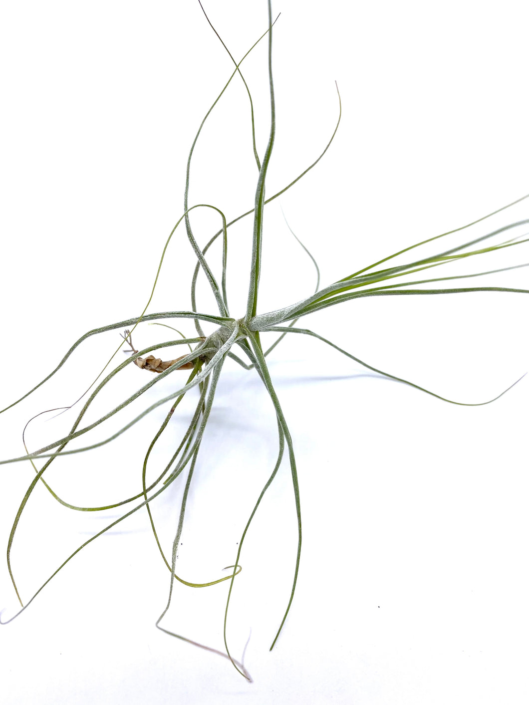 Tillandsia schiedeana minor - Medium