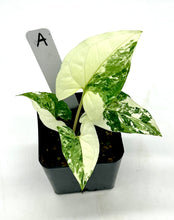 Load image into Gallery viewer, Syngonium podophyllum albo variegatum (A)