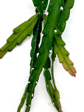 Load image into Gallery viewer, Lepismium cruciforme 4” pot