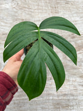 Load image into Gallery viewer, Rhaphidophora decursiva (Non TC)