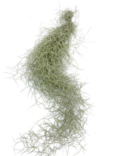 Load image into Gallery viewer, Tillandsia usneoides