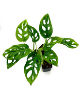 Load image into Gallery viewer, Monstera adansonii (wide form)