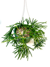 Load image into Gallery viewer, Rhipsalis baccifera - 6 inch hanging basket