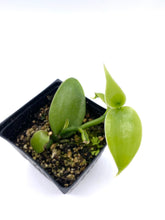 Load image into Gallery viewer, Vanilla x tahitensis