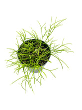 Load image into Gallery viewer, Rhipsalis cribrata