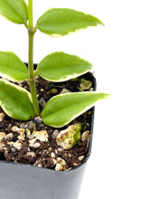Load image into Gallery viewer, Hoya bella variegata (Albo Marginata)