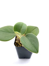 Load image into Gallery viewer, Peperomia incana