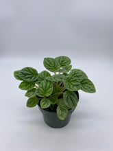 Load image into Gallery viewer, Peperomia caperata ‘Emerald Ripple’