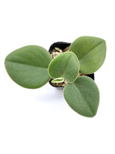 Load image into Gallery viewer, Peperomia incana
