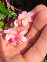 Load image into Gallery viewer, Begonia fuchsioides