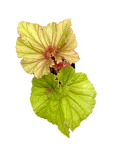 Load image into Gallery viewer, Begonia ‘Medusa’