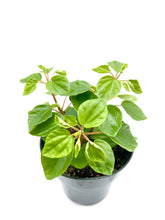 Load image into Gallery viewer, Peperomia fraseri - 4 inch