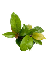 Load image into Gallery viewer, Hoya carnosa