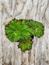 Load image into Gallery viewer, Begonia Rex ‘River Nile’