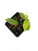 Load image into Gallery viewer, Vanilla x tahitensis