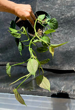 Load image into Gallery viewer, Philodendron camposportuanum  4”