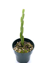 Load image into Gallery viewer, Rhipsalis paradoxa