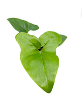 Load image into Gallery viewer, Thaumatophyllum bipinnatifidum