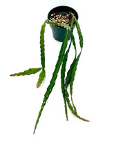 Load image into Gallery viewer, Lepismium cruciforme 4” pot