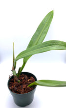 Load image into Gallery viewer, Philodendron Crassula 4”