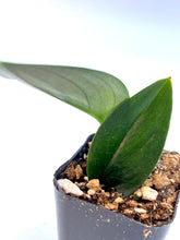 Load image into Gallery viewer, Scindapsus treubii 'Dark Form'