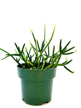 Load image into Gallery viewer, Rhipsalis baccifera