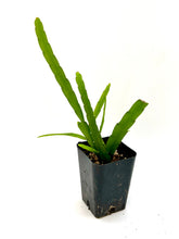 Load image into Gallery viewer, Lepismium bolivianum 2”