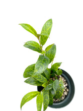 Load image into Gallery viewer, Aeschynanthus longicaulis 'Black Pagoda’