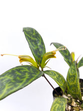Load image into Gallery viewer, Aeschynanthus longicaulis 'Black Pagoda’
