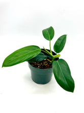 Load image into Gallery viewer, Philodendron erubescens ‘Green Emerald’