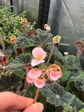 Load image into Gallery viewer, Begonia (no I.D.)