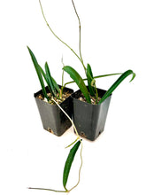 Load image into Gallery viewer, Hoya sheperdii 2” pot