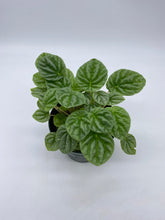 Load image into Gallery viewer, Peperomia caperata ‘Emerald Ripple’
