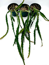 Load image into Gallery viewer, Lepismium cruciforme 4” pot
