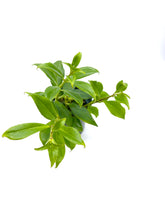 Load image into Gallery viewer, Aeschynanthus speciosus - 4 inch