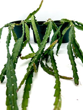 Load image into Gallery viewer, Lepismium cruciforme 4” pot