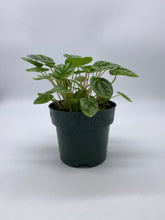 Load image into Gallery viewer, Peperomia caperata ‘Emerald Ripple’