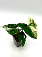 Load image into Gallery viewer, Syngonium podophyllum albo variegatum (C)