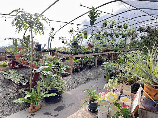 The Portland Plant Scene: What We Offer
