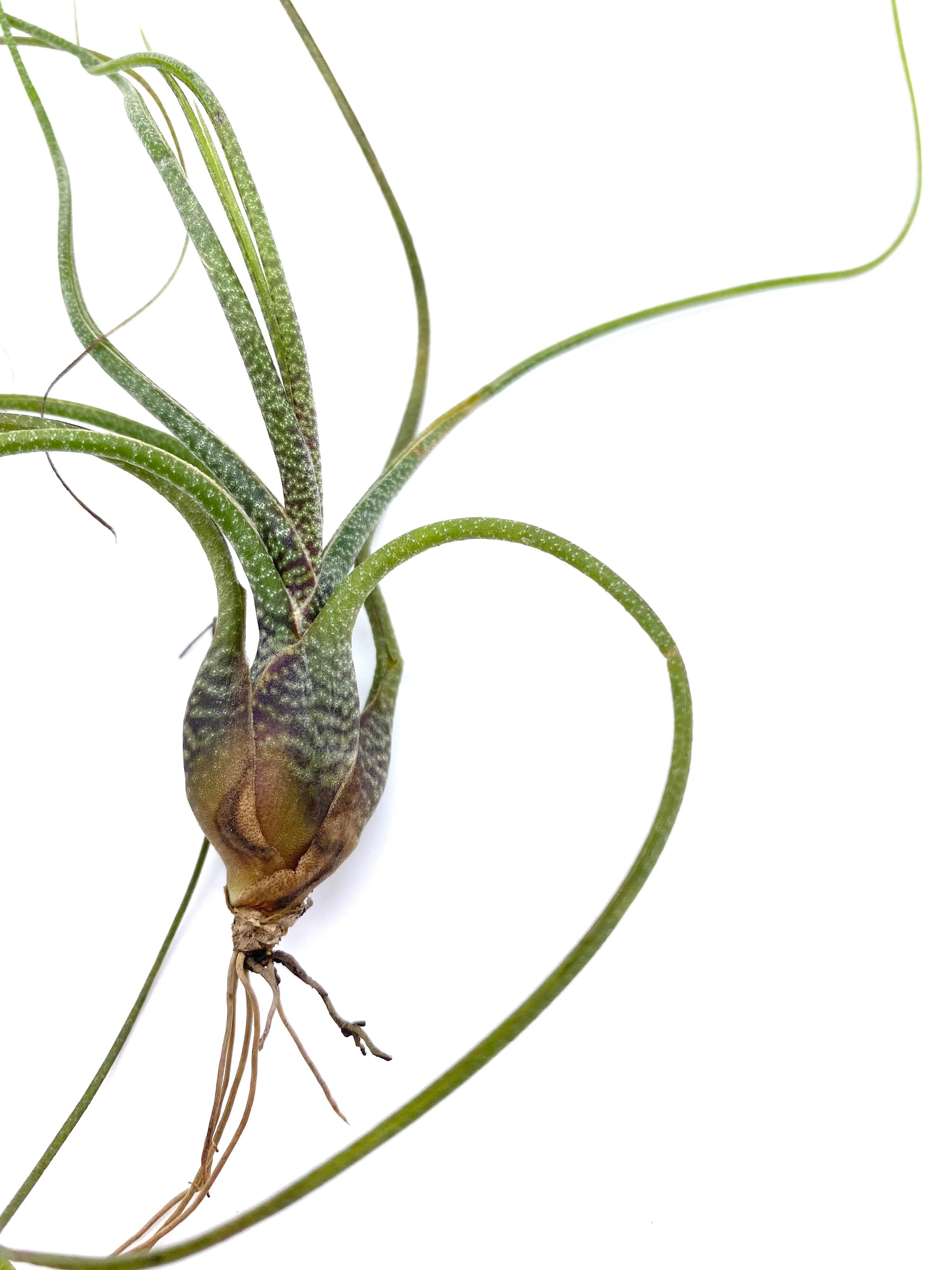 Tillandsia butzii