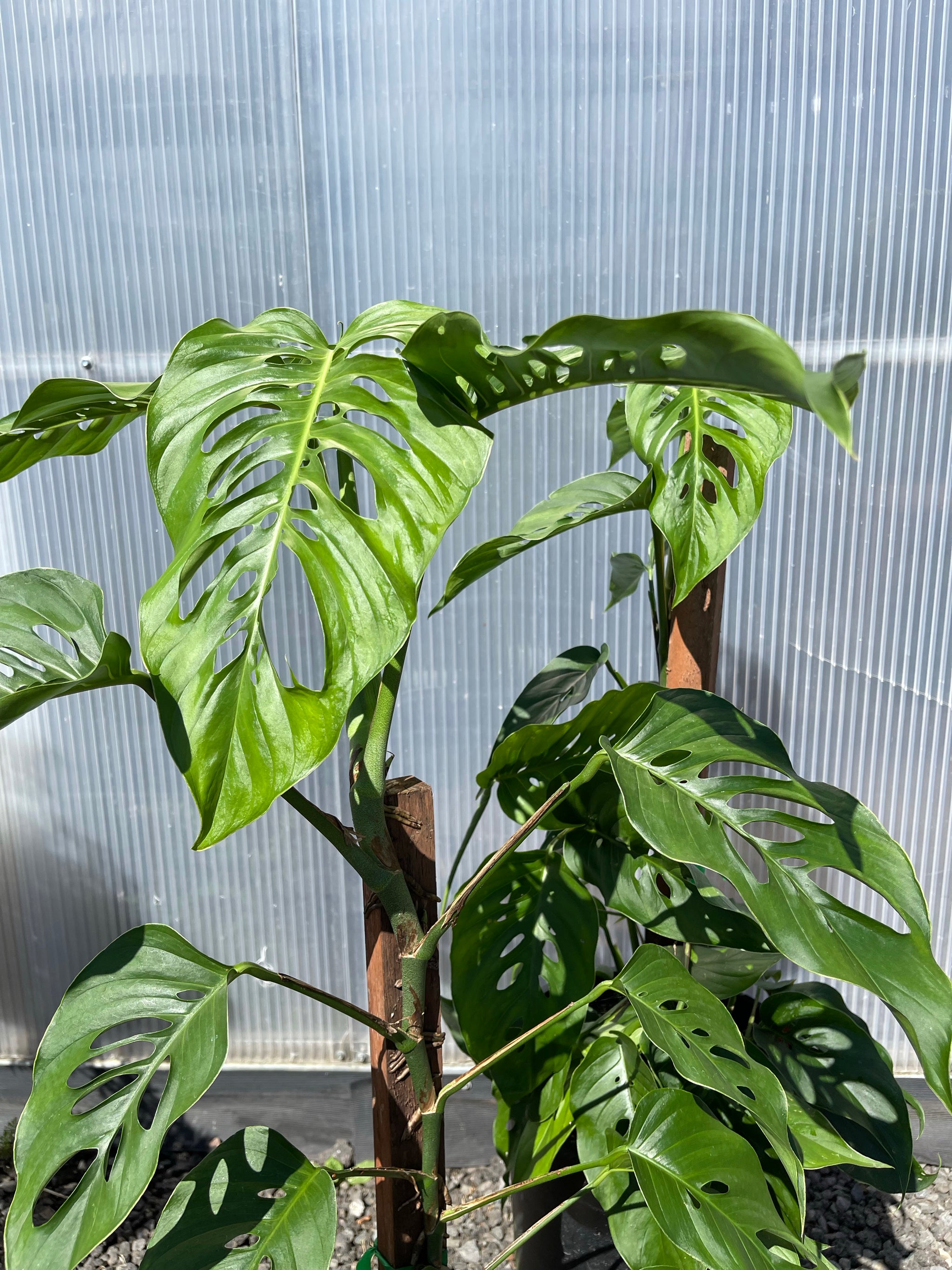 Monstera lechleriana – PottedElephant