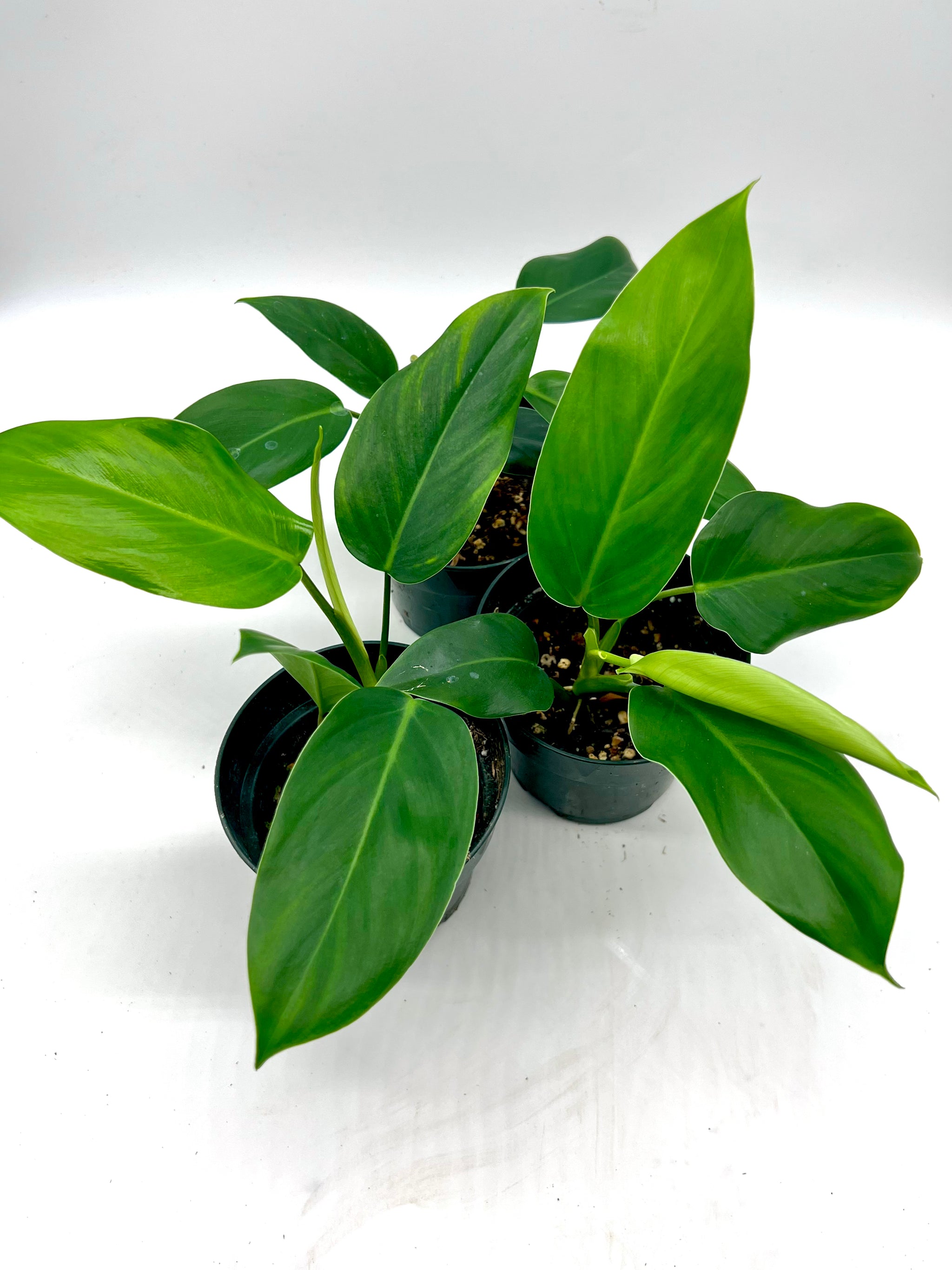 Philodendron green emerald sales