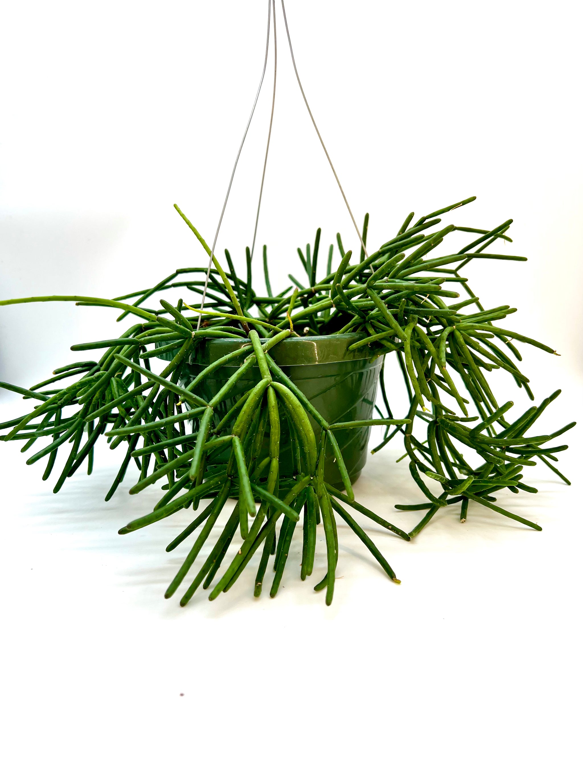 Rhipsalis baccifera