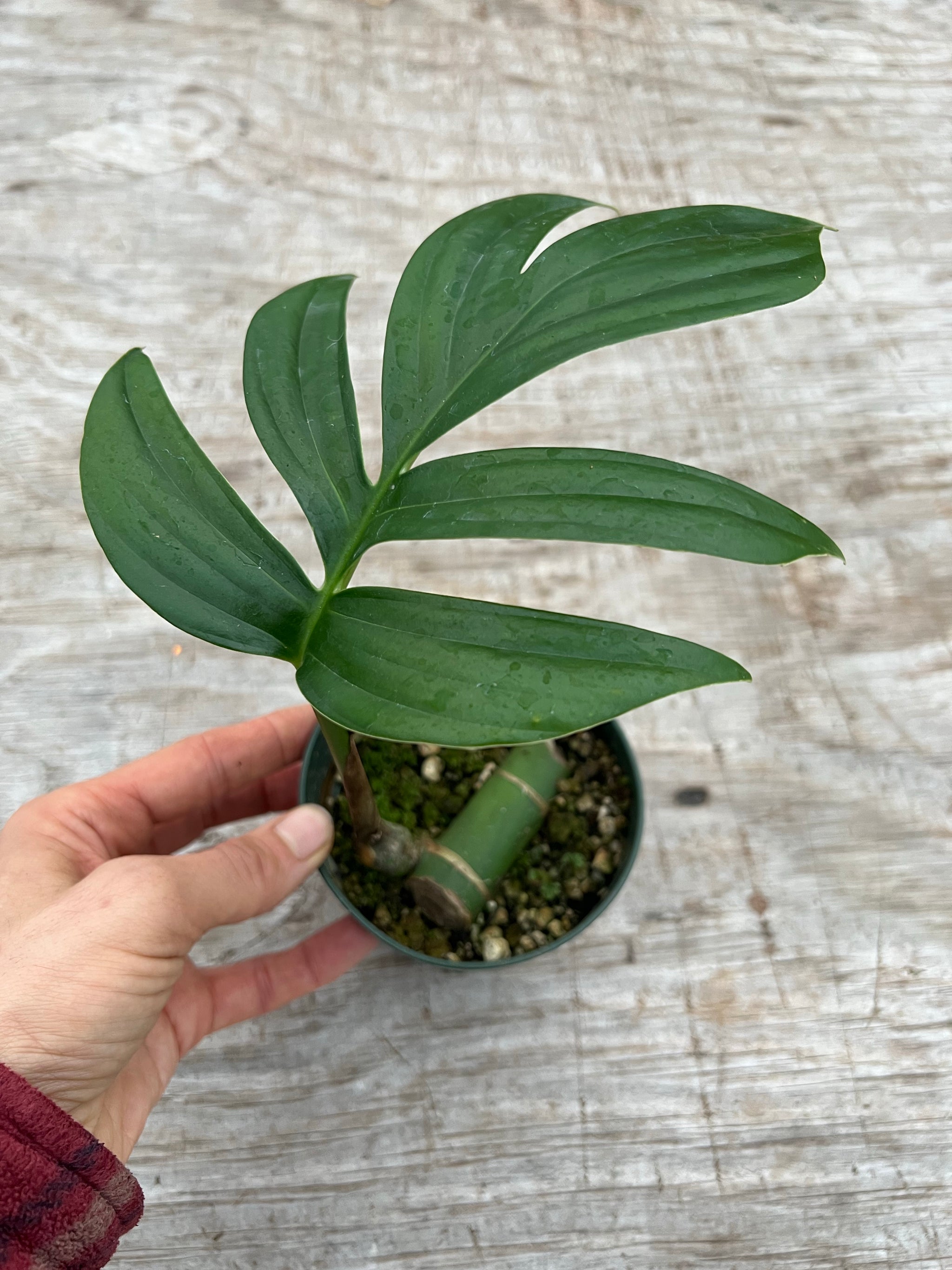 Rhaphidophora decursiva (Non TC) – PottedElephant