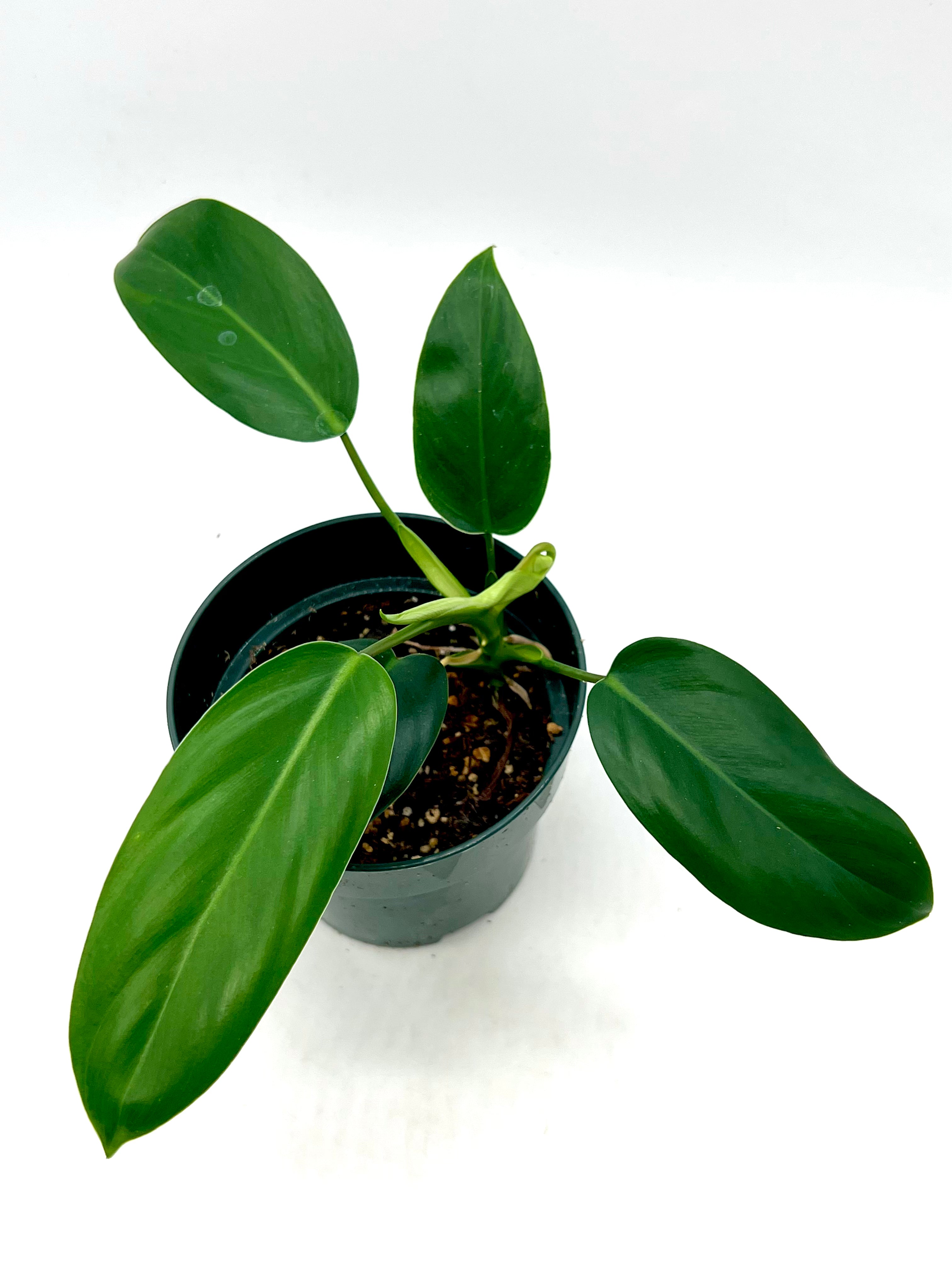 Philodendron erubescens 'Green Emerald' – PottedElephant
