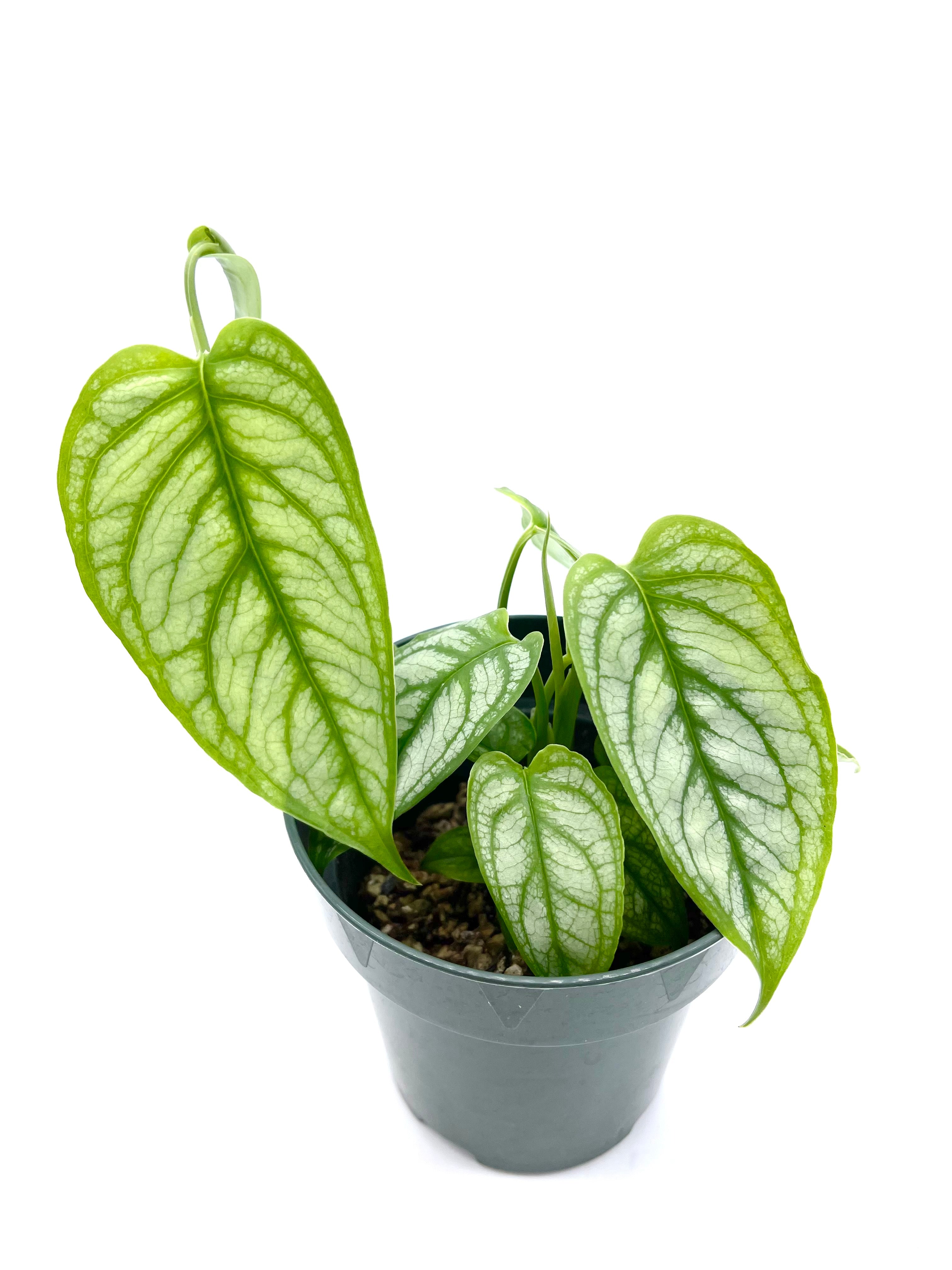 monstera siltepecana aurea Monstera siltepecana “El Salvador” – PottedElephant